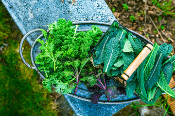 Winter kale vegetables - cold-resistant variety of vegetable garden