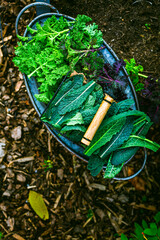 Winter kale vegetables - cold-resistant variety of vegetable garden