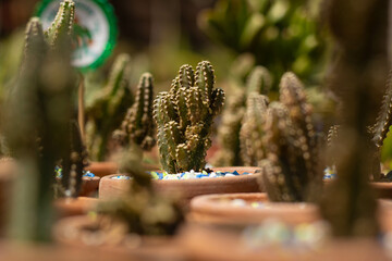 Suculentas, helechos y cactus para el hogar