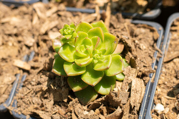 Suculentas, helechos y cactus para el hogar