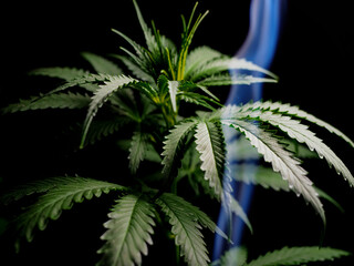 Bush plants cannabis on a black background smoke close up