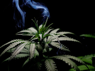 Cannabis plant on black background with smoke. Indoor cultivation.