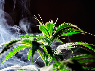Bush plants cannabis on a black background smoke close up
