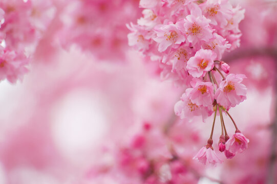 pink cherry blossom in spring