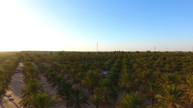 drone view of a palm grove