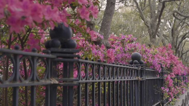 Pink Azalea Flowers Bloom in Charleston South Carolina