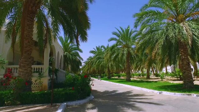 a line of palm trees in the middle of the Saharan style houses