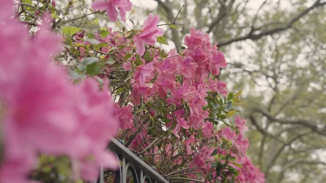 Pink Azalea Flowers Bloom in Charleston South Carolina - full