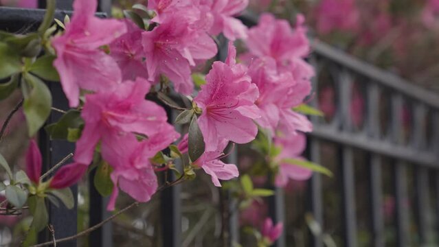 Pink Azalea Flowers Bloom in Charleston South Carolina with black fence
