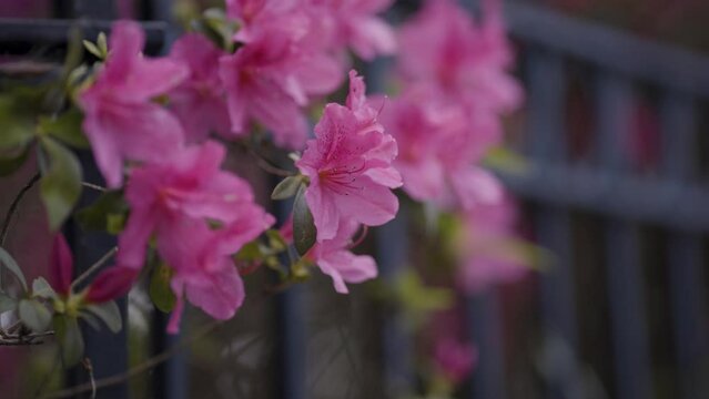 Pink Azalea Flowers Bloom in Charleston South Carolina - close up with black fence
