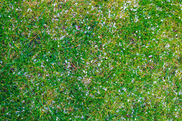 White hailstones on green grass. Shower of hail on the grass in spring garden