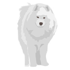 samoyed dog eskimo dog puppy