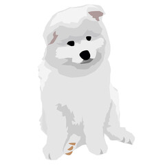 Obraz na płótnie Canvas samoyed dog eskimo dog puppy