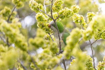 pappagallo verde che mangia tra i rami di un albero in fiore in primavera