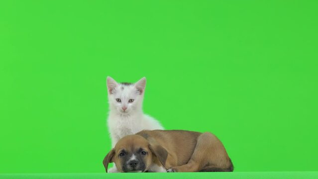 brown puppy lies on a green screen and a white kitten is sitting next to him