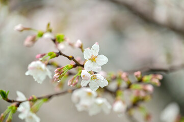 雨に濡れた桜