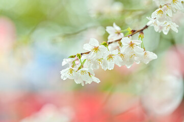 雨に濡れた桜