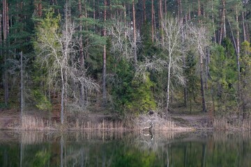 Beautiful scenery of trees by lake Borowno Wielkie in early spring on Kociewie, Poland