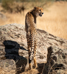 Cheetah over the rock looking back for preys