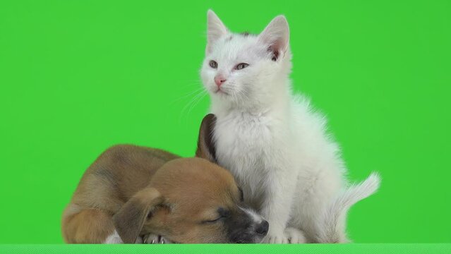 brown puppy is sleeping on a green screen and a white kitten is sitting next to him. slow motion
