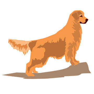 golden retriever dog illustration image