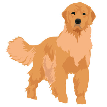 golden retriever dog illustration image