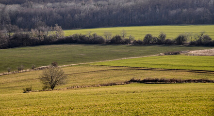 Fototapeta premium lonely single tree in a field meadow