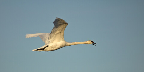 Mute swan flying in the sky. Cygnus olor on a blue background.