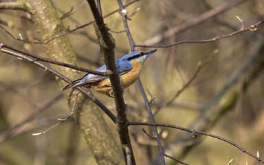 Nuthatch bird, eurasian nuthatch.Sitta europaea. Colorful cute bird siting on a tree on a spring. songbird in a spring.