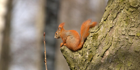 Red squirrel in the park on a tree , little fluffy animal, wild. Squirrel,  eurasian red squirrel. Sciurus vulgaris on a trre.