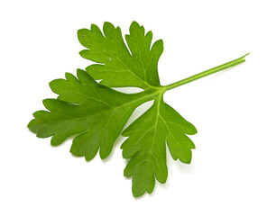 Green parsley leaf isolated on white background.