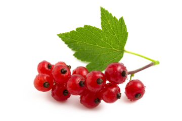 Close up of red currant isolated on white background.