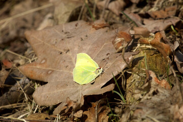 Butterfly Sitting on a oak leaf in a spring, Amazing colorful natural scenery,Nature macro. sign of spring.