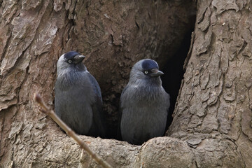 Jackdaw in a park, Eurasian jackdaw. Coloeus monedula, two birds jackdaw in a hollow, pair of birds in spring.
