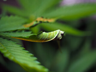 bush plants cannabis leaf disease lack of minerals and trace elements. marijuana leaf burn