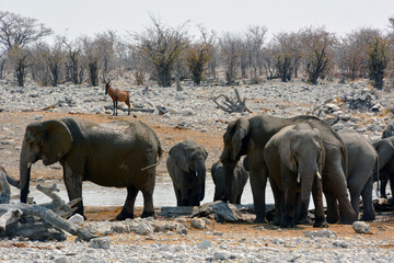 Etosha, Namibia, September 19, 2022: A herd of elephants with baby elephants come to a watering hole in the desert. An antelope behind them in the background.