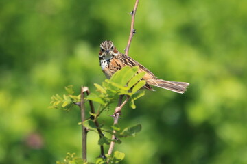 草原の見張り役