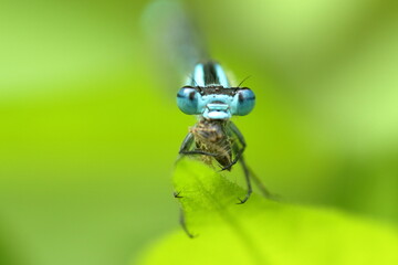 羽を休めるトンボ