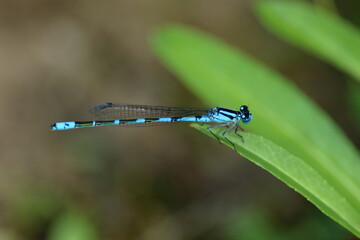 羽を休めるトンボ