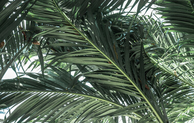 Obraz na płótnie Canvas Tropical palm leaves, floral pattern background on white background