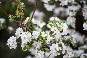 Spring Cherry blossoms, the tree is blooming in the garden