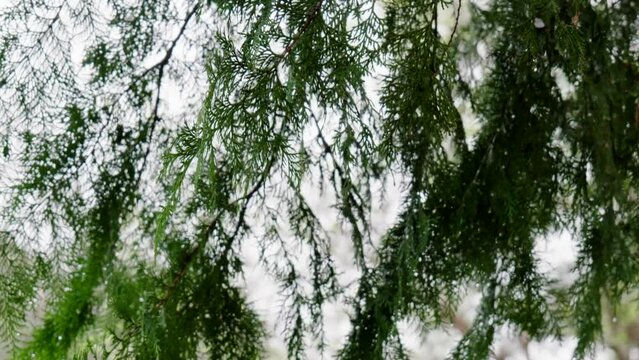 梅雨、雨に濡れ滴が滴る檜の葉、アウトドア・キャンプ自然雨宿り　木の葉風に揺れる