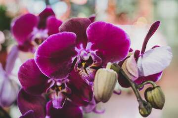 Obraz premium Orquídia