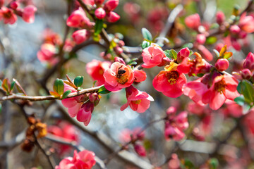 Honey bee collecting pollen from red quince flower