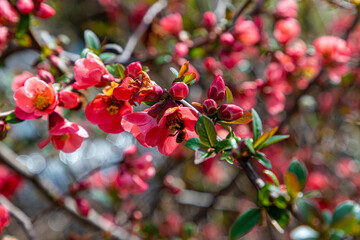 Honey bee collecting pollen from red quince flower