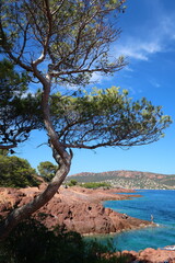 Rade d’Agay à Saint-Raphaël dans le Var, paysage de la côte d’azur, avec un pin devant les...