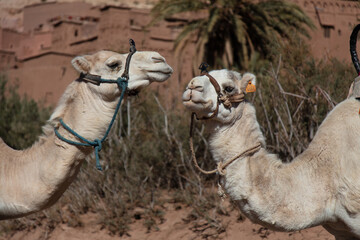 Obraz premium ouarzazate