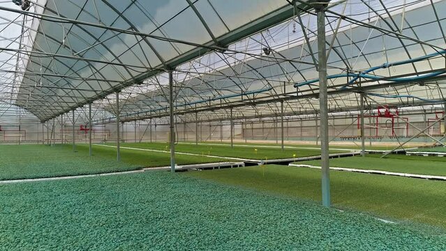 tomato greenhouse video