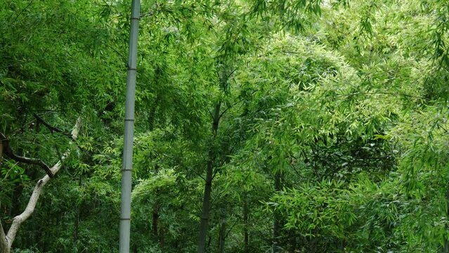 雨の竹林の竹と笹　風に揺れ雨に濡れる日本の風景・子供の日・節句・和のイメージ