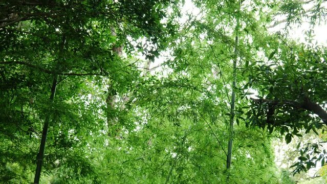 雨の竹林の竹と笹　風に揺れ雨に濡れる日本の風景・子供の日・節句・和のイメージ